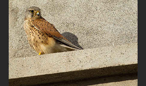 Turmfalke (Falco tinnunculus)