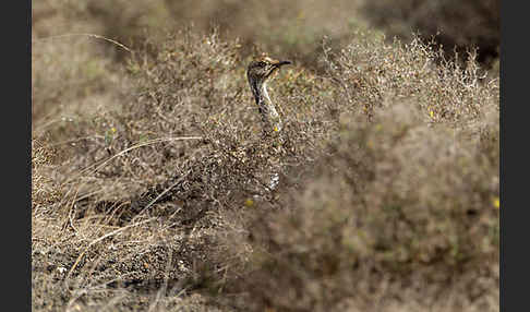 Kragentrappe (Chlamydotis undulata fuerteventurae)