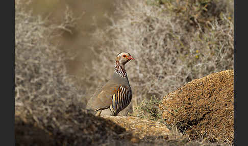 Felsenhuhn (Alectoris barbara)