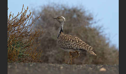 Kragentrappe (Chlamydotis undulata fuerteventurae)