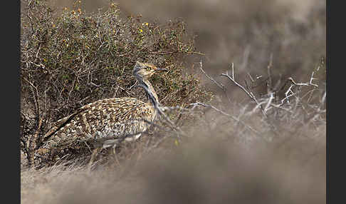 Kragentrappe (Chlamydotis undulata fuerteventurae)