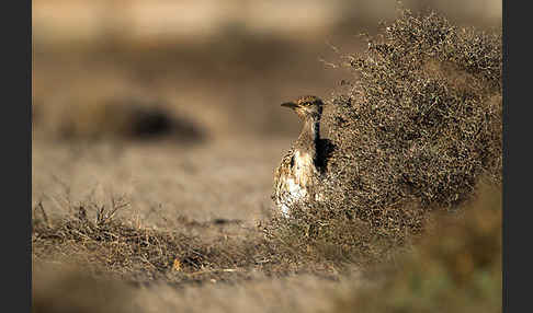 Kragentrappe (Chlamydotis undulata fuerteventurae)