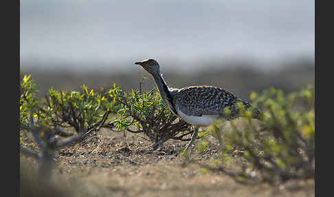 Kragentrappe (Chlamydotis undulata fuerteventurae)