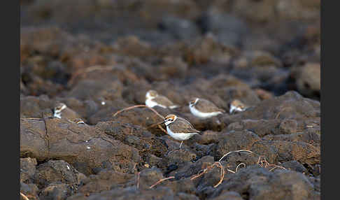 Seeregenpfeifer (Charadrius alexandrinus)