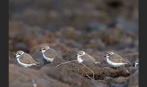 Seeregenpfeifer (Charadrius alexandrinus)