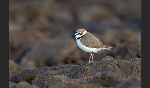 Seeregenpfeifer (Charadrius alexandrinus)