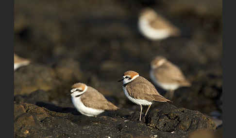 Seeregenpfeifer (Charadrius alexandrinus)