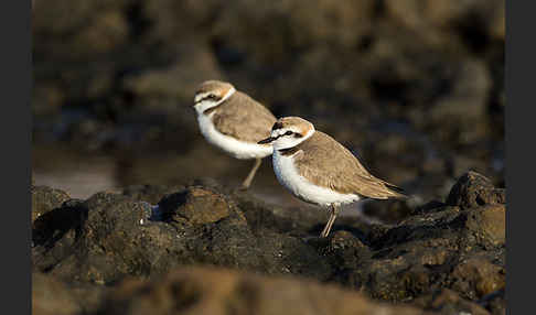 Seeregenpfeifer (Charadrius alexandrinus)