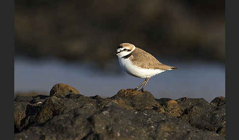 Seeregenpfeifer (Charadrius alexandrinus)