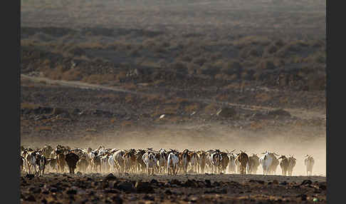 Hausziege (Capra aegagrus hircus)