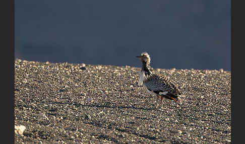 Kragentrappe (Chlamydotis undulata fuerteventurae)