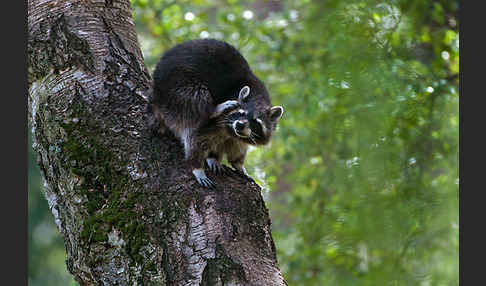 Waschbär (Procyon lotor)