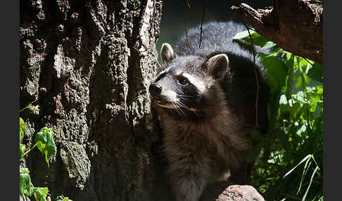 Waschbär (Procyon lotor)