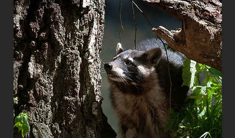 Waschbär (Procyon lotor)