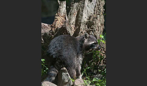 Waschbär (Procyon lotor)