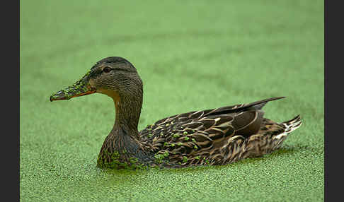 Stockente (Anas platyrhynchos)