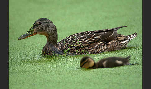 Stockente (Anas platyrhynchos)