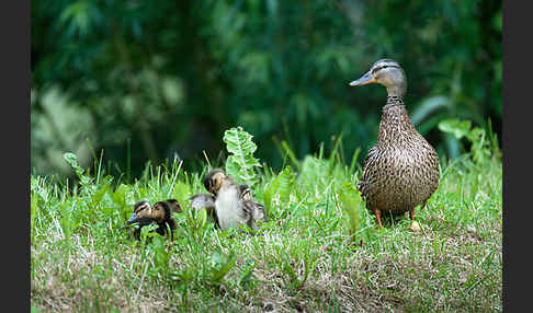 Stockente (Anas platyrhynchos)