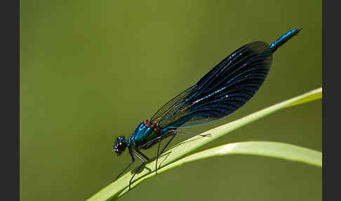 Gebänderte Prachtlibelle (Calopteryx splendens)