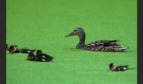 Stockente (Anas platyrhynchos)