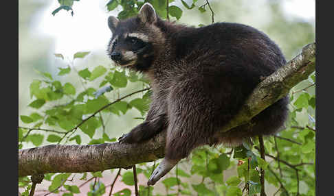 Waschbär (Procyon lotor)