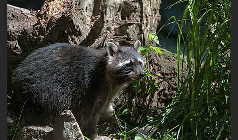 Waschbär (Procyon lotor)