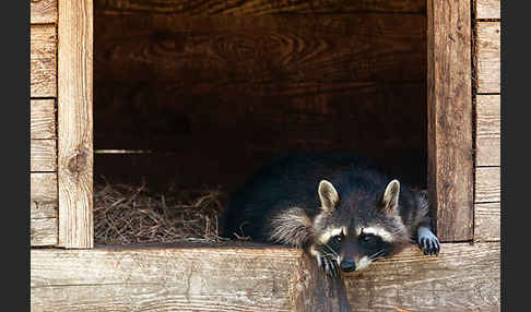 Waschbär (Procyon lotor)