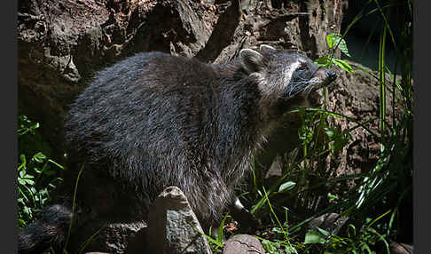 Waschbär (Procyon lotor)