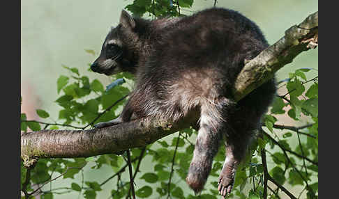 Waschbär (Procyon lotor)