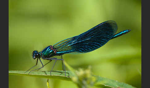 Gebänderte Prachtlibelle (Calopteryx splendens)