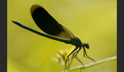 Gebänderte Prachtlibelle (Calopteryx splendens)