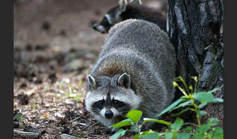 Waschbär (Procyon lotor)