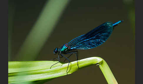 Gebänderte Prachtlibelle (Calopteryx splendens)