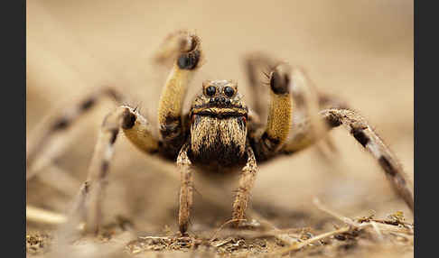 Apulische Tarantel (Lycosa tarentula)