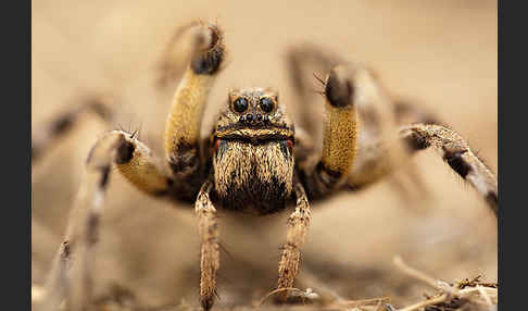 Apulische Tarantel (Lycosa tarentula)