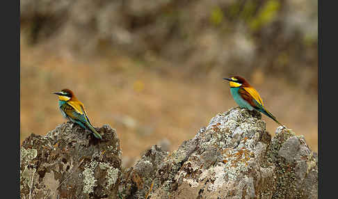 Bienenfresser (Merops apiaster)