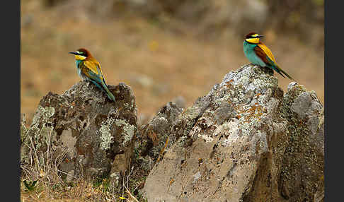 Bienenfresser (Merops apiaster)