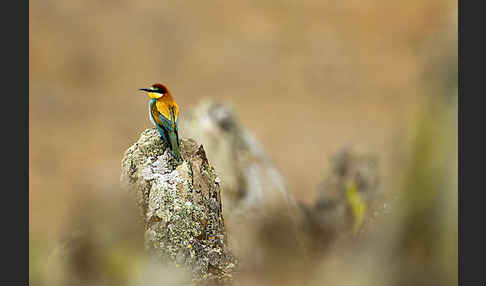 Bienenfresser (Merops apiaster)