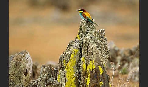 Bienenfresser (Merops apiaster)