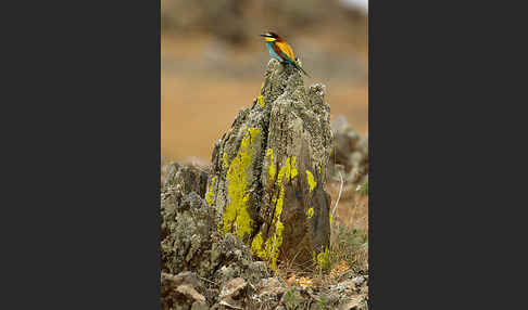 Bienenfresser (Merops apiaster)