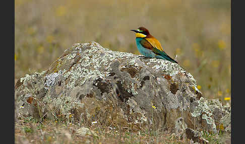 Bienenfresser (Merops apiaster)