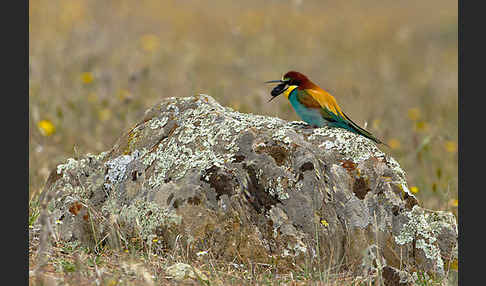 Bienenfresser (Merops apiaster)