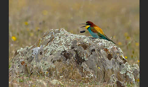 Bienenfresser (Merops apiaster)