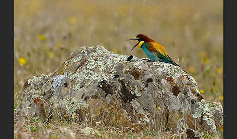 Bienenfresser (Merops apiaster)