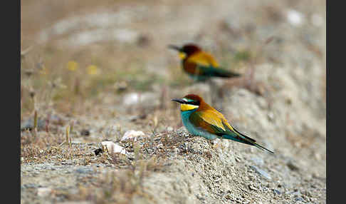 Bienenfresser (Merops apiaster)