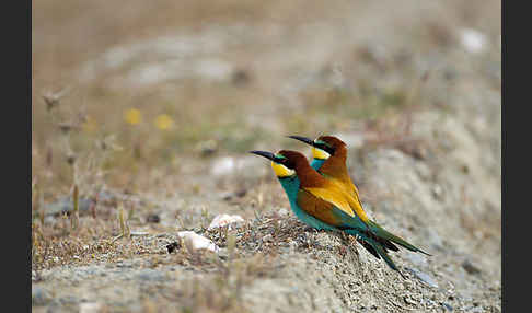 Bienenfresser (Merops apiaster)