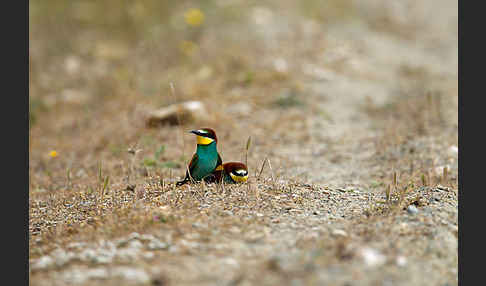 Bienenfresser (Merops apiaster)