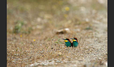 Bienenfresser (Merops apiaster)