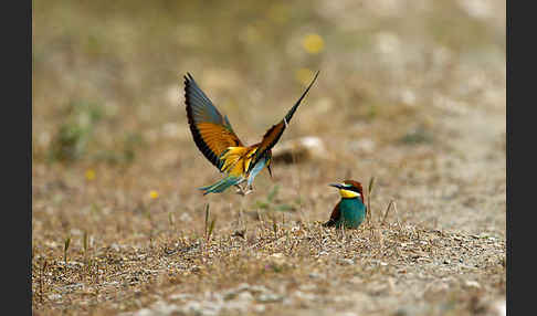 Bienenfresser (Merops apiaster)