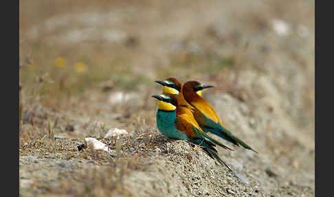 Bienenfresser (Merops apiaster)